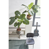 Ambiance décorative avec la plante Taro dans un intérieur moderne