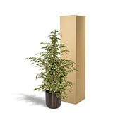Ficus benjamina Twilight - ↨95cm - Ø21cm + Pot Mayk Plomb