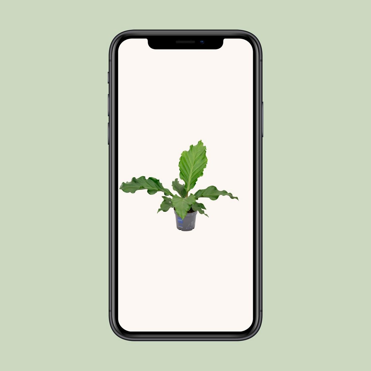 Image de diapositive