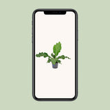Anthurium Birdnest - Ø17cm - ↕55cm