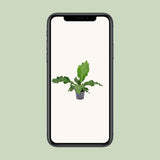 Anthurium Birdnest - Ø17cm - ↕55cm