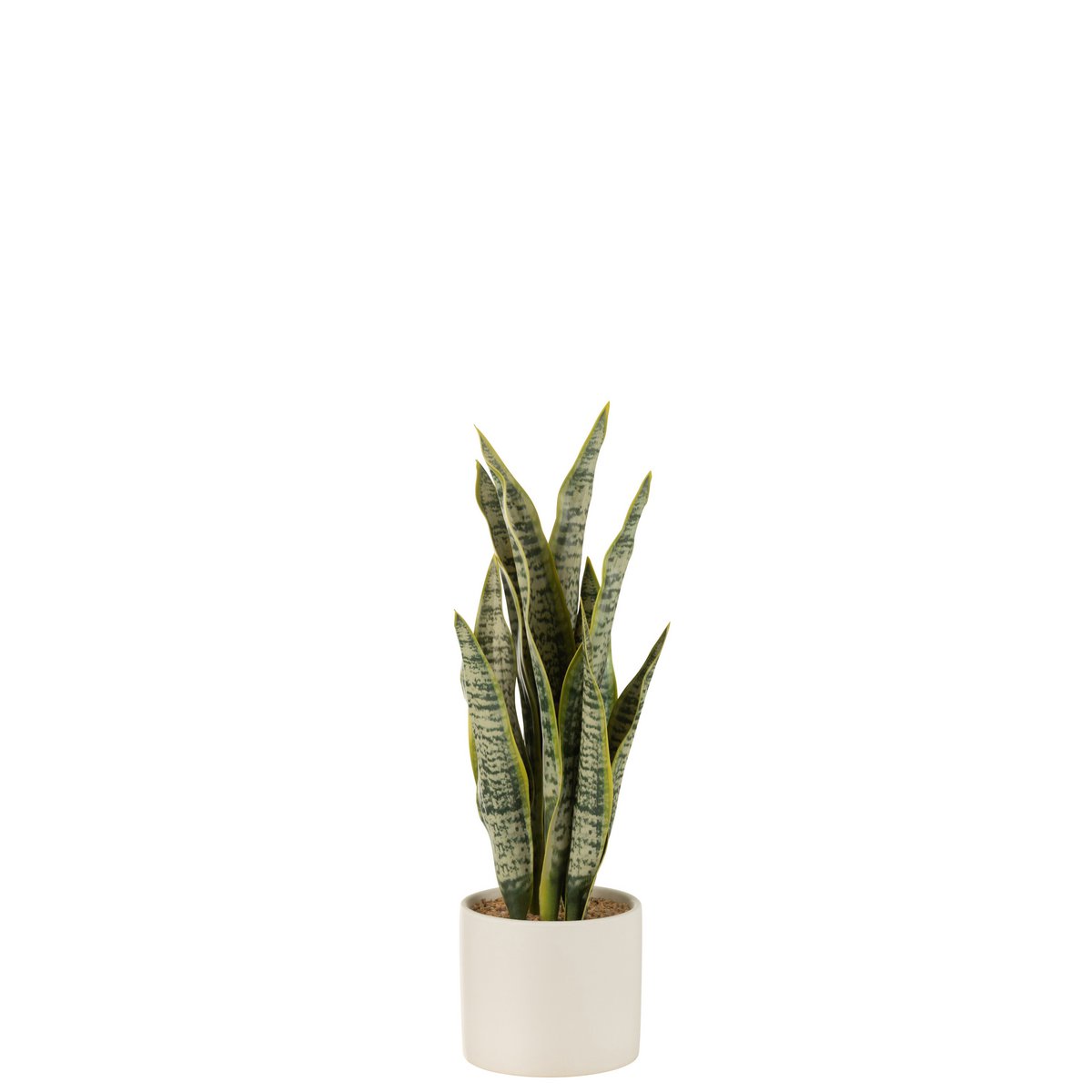Ambiance intérieure avec la plante Sansevieria J-Line