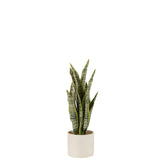 Ambiance intérieure avec la plante Sansevieria J-Line