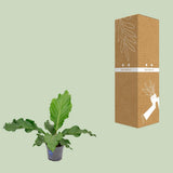 Anthurium Birdnes dans un intérieur moderne - Élégance et style