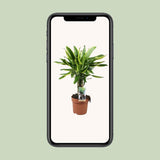 Plante artificielle Dracaena Golden Coast verte