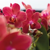 Lot de 2 orchidées Phalaenopsis rouges en pot terre cuite