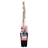 3x - Lonicera périclymenum 'belge' - ↨65 cm - Ø15