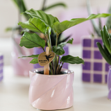 Plante verte artificielle Calathea en pot 6 cm