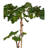 Vitis Pixie Riesling plante décorative en pot plastique recyclé blanc