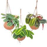 Lot de 3 kokodamas Maranta en vert Ø15 cm