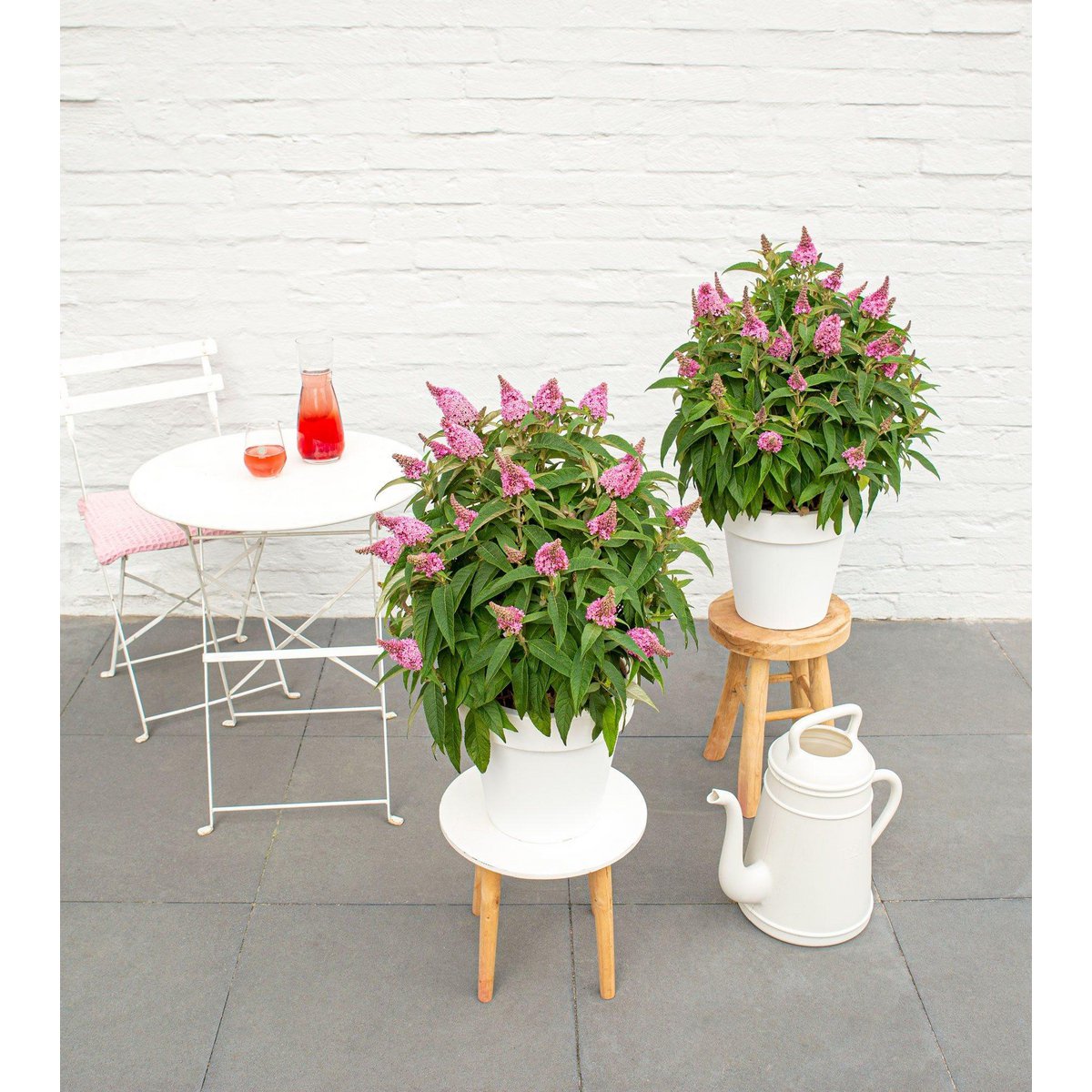 Détail des fleurs de la Buddleja 'Butterfly Candy Little Pink'