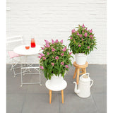 Détail des fleurs de la Buddleja 'Butterfly Candy Little Pink'