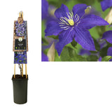 Clematis 'Rhapsody' +3.0 Label - Ø17cm - ↕75cm