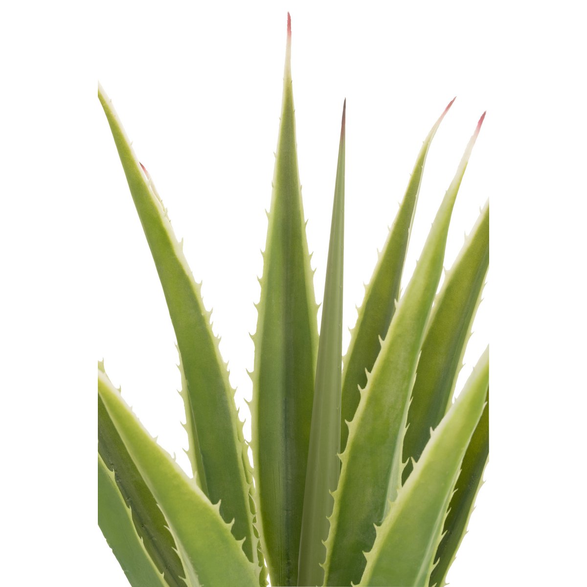 Agave Blanc Cassé Vert Artificiel - vue de face avec détails