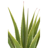 Agave Blanc Cassé Vert Artificiel - vue de face avec détails