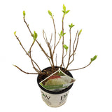 Plante artificielle hortensia arborescente blanche Ø19 cm