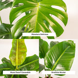Ensemble de plantes artificielles Monstera, Musa nain et Strelitzia