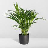 Dypsis Lutescens - Palmier Areca - Ø17cm - ↕60cm