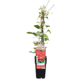 Clematis Rouge Cardinal en pleine floraison avec des fleurs rouges