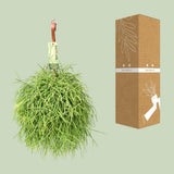 Rhipsalis baccifera oasis - Ø17 ↕35