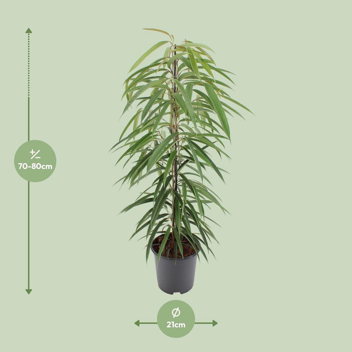 Ficus binnendijkii alii - Ø21cm - ↕80cm