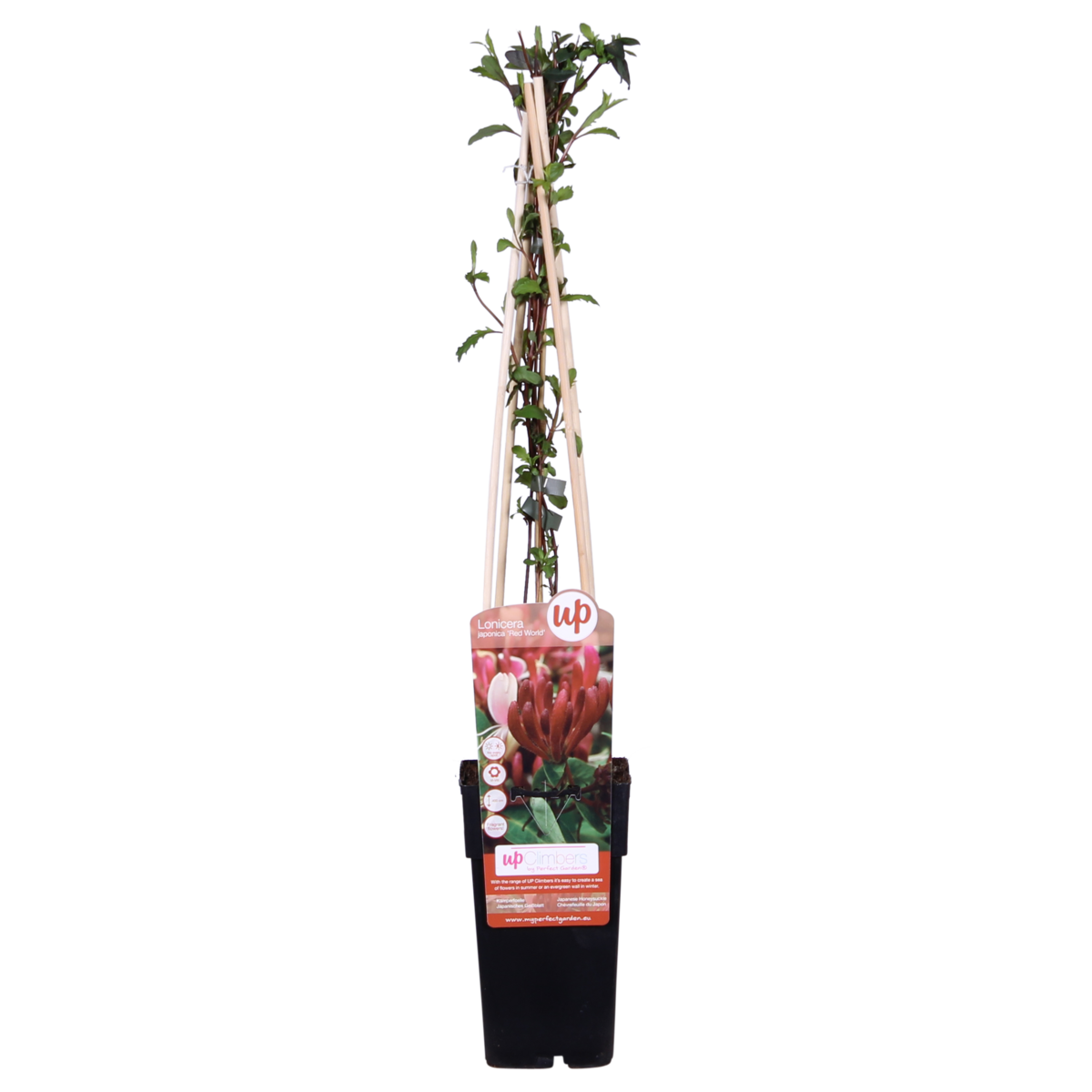 Lonicera japonica 'Red World' - Plante grimpante avec fleurs rouges et feuillage luxuriant