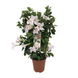 Fleurs blanches de Mandevilla Sundaville Classic White Rek en détail