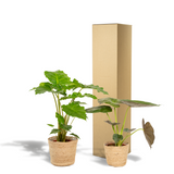 Lot de 2 plantes Alocasia Wenii et Portodora 19 cm