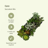 Mélange de succulentes - 12 pièces - ø10,5cm - ↕12cm