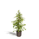 Ficus Benjamina Goldenking avec pot plomb