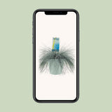 Plante Festuca glauca bleu intense