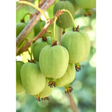 Lot de 3 Actinidia arguta 'Issai' mini-kiwi Ø13 cm