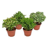 Crassula Mix - 4 pièces - Ø15cm - ↕20cm
