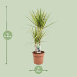 Dracaena marginata sunray - Ø21cm - ↕80cm