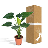 Alocasia Cucullata - Oreille d'éléphant - Ø19cm -↕ 55cm