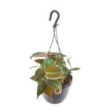 Philodendron grimpant «Shining» Hangpot - Ø15cm - ↕40cm