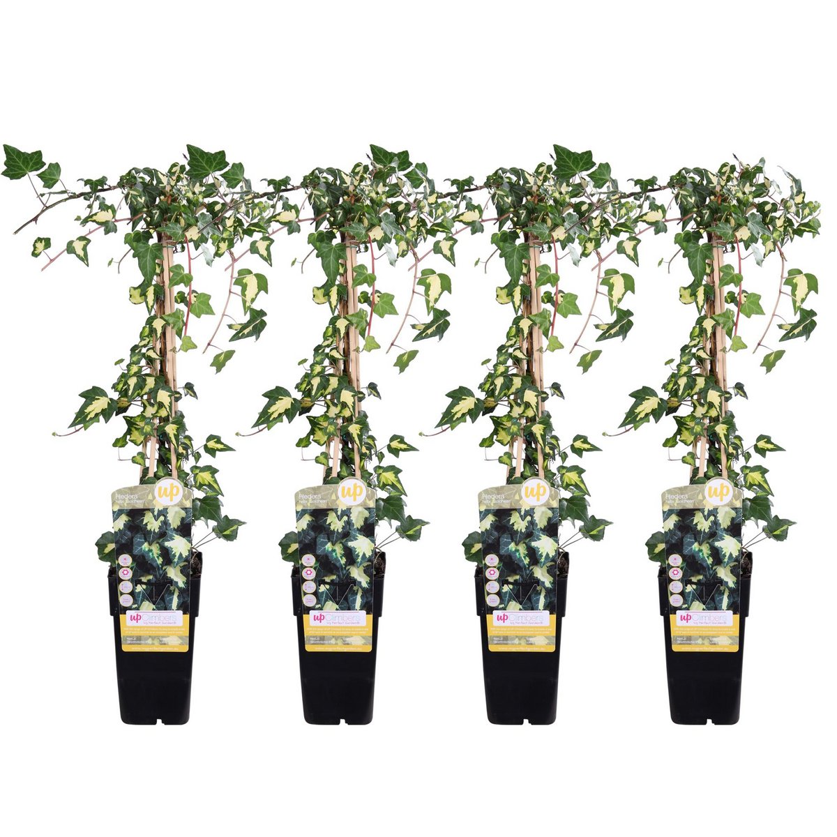 4x - Hedera Colchica 'Dentata Variegata' - ↨65cm - Ø15