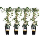 4x - Hedera Colchica 'Dentata Variegata' - ↨65cm - Ø15