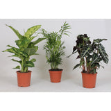 Mélange de Plantes d'Intérieur - 3 pièces - Ø17cm - ↕45-55cm