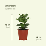 Clusia Princess (arbre signature) - 2 pièces - Ø12cm - ↕15cm