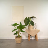 Lot de 2 plantes Alocasia Wenii et Portodora 19 cm