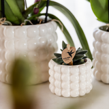 Lot de 4 plantes colorées en pot décoratif violet blanc pêche rose