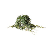 Plante artificielle Peperomia prostrata Ø19 cm