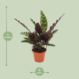 Calathea marqué - Ø12cm - ↕50cm