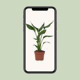 Strelitzia Queen - Ø12cm - ↕35cm
