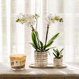 Ensemble de plantes Le Chic avec orchidée Phalaenopsis blanche et succulente en pots céramique