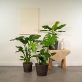 Ensemble de plantes artificielles Monstera, Musa nain et Strelitzia