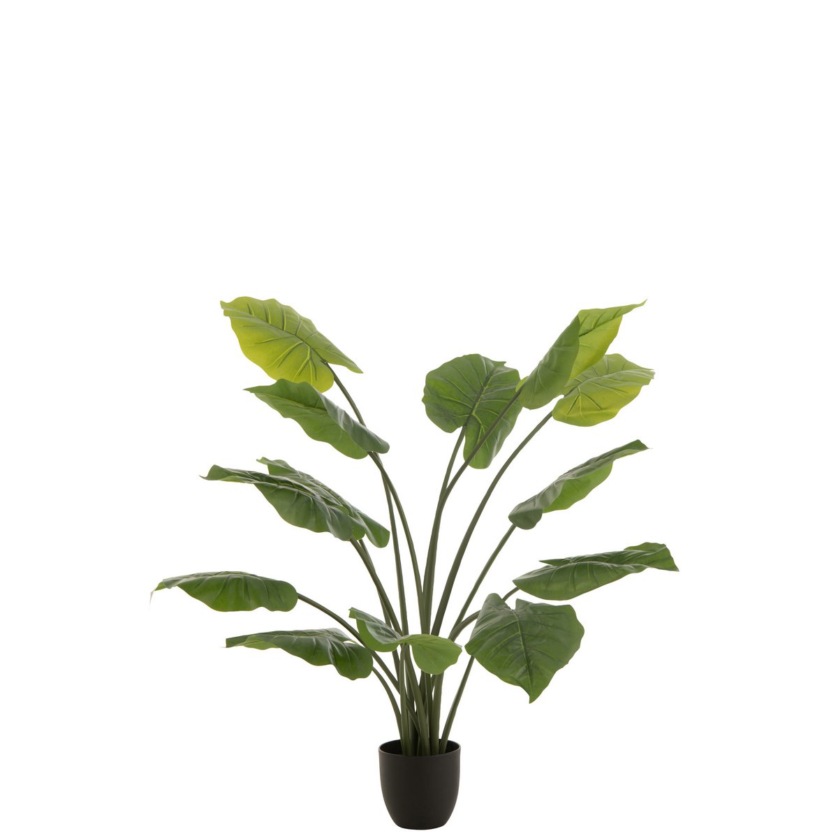 Plante Taro Wild J-Line dans un intérieur moderne, ajoutant une touche de verdure.