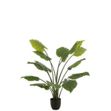 Plante Taro Wild J-Line dans un intérieur moderne, ajoutant une touche de verdure.