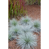 Festuca Glauca Azura Blue dans un jardin moderne
